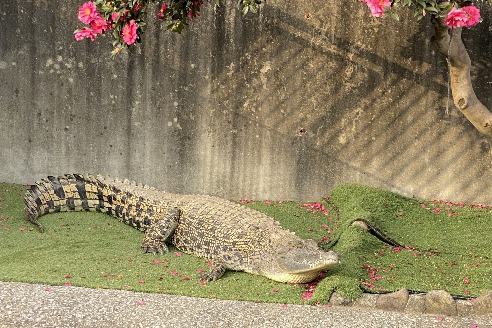 ワニを入荷しました。