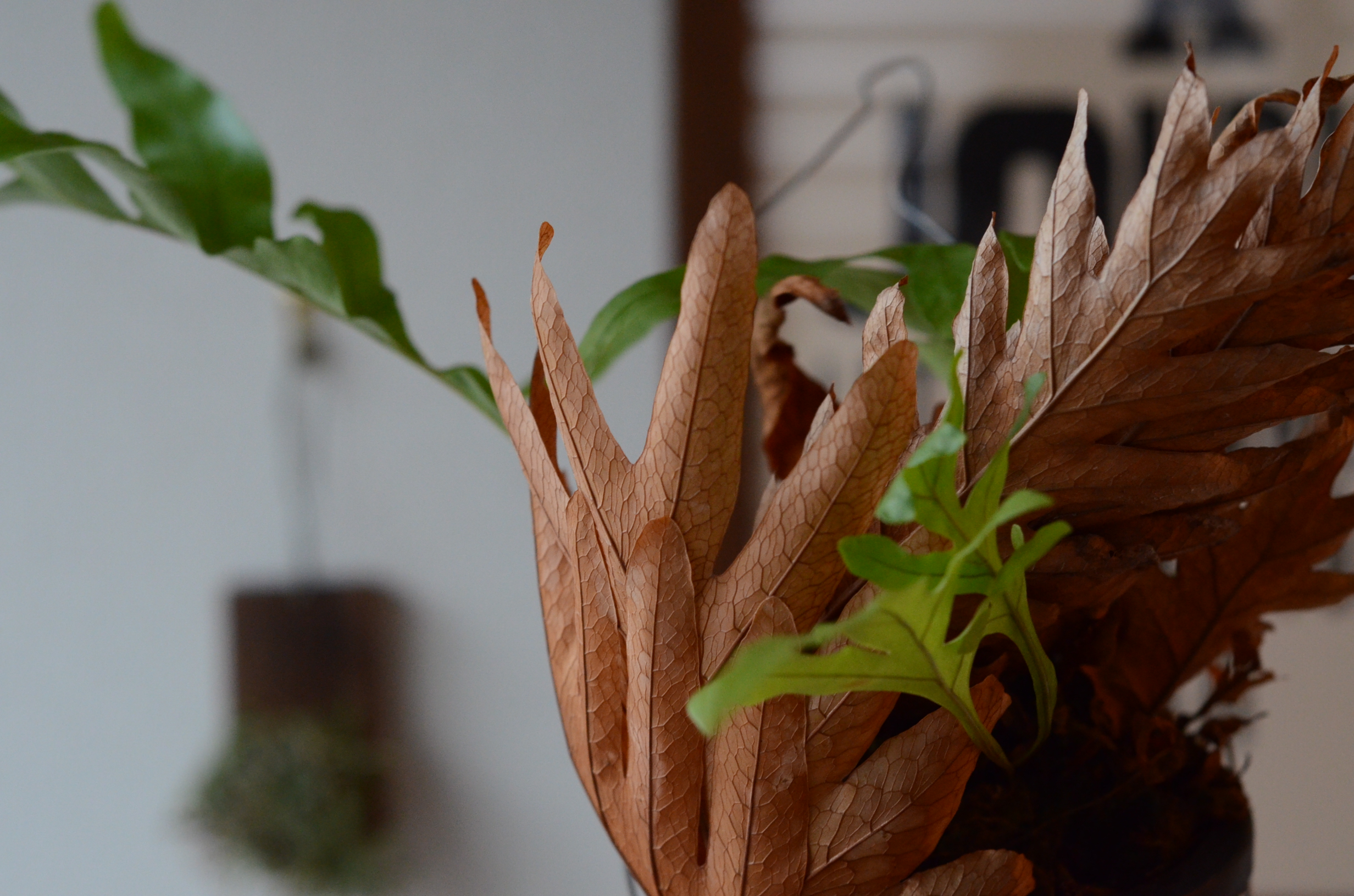 Favoriteというカテゴリがあるので。